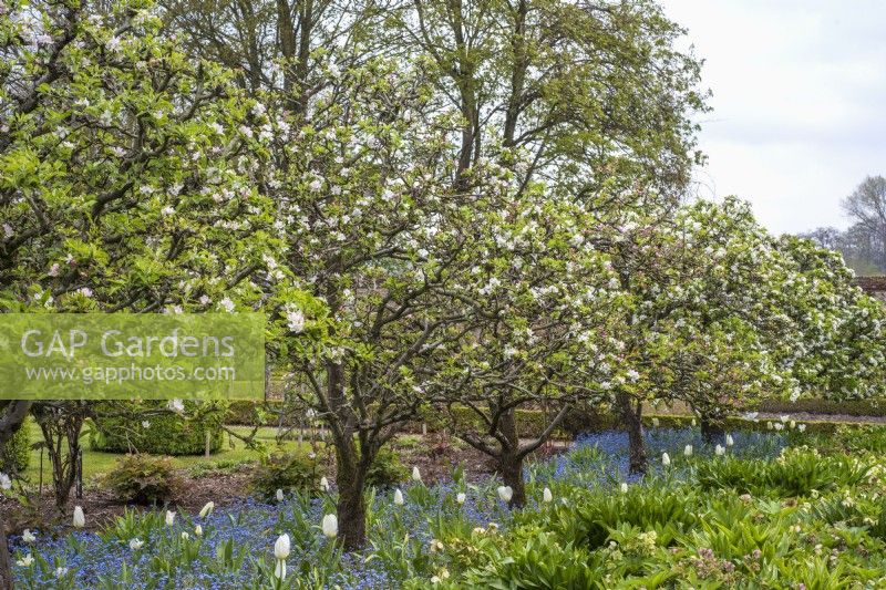 Malus trees in blossom underplanted with white tulips and blue myosotis