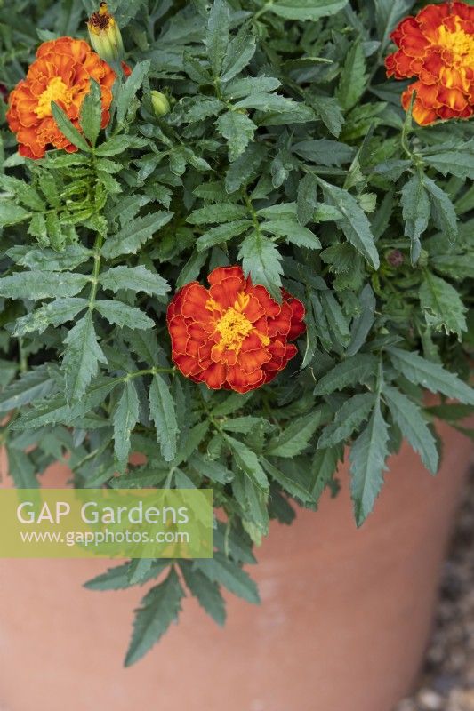 Tagetes patula 'Honeycomb' - French marigold in a terracotta pot
