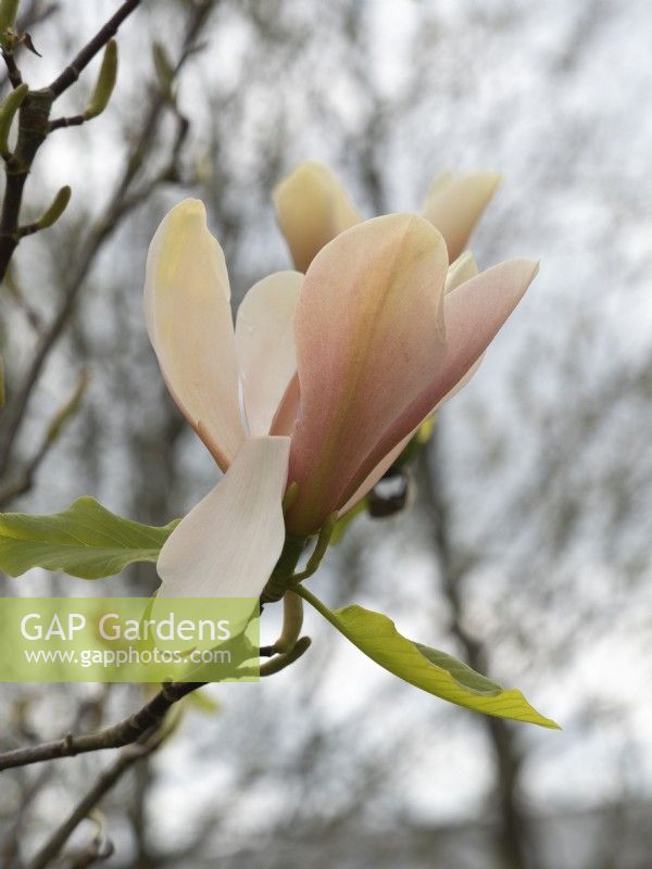 Magnolia 'Peachy'