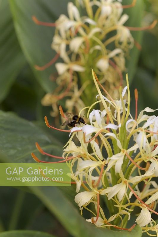 Hedychium yunnanense - Yunnan ginger lily with White-tailed Bumble Bee - Bombus lucorum