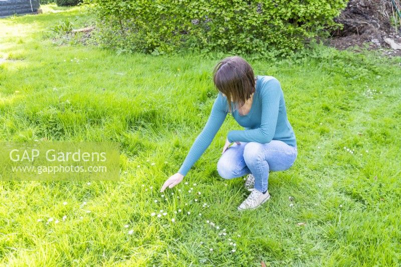 Woman touching long grass with Bellis - Daisies - no mow May
