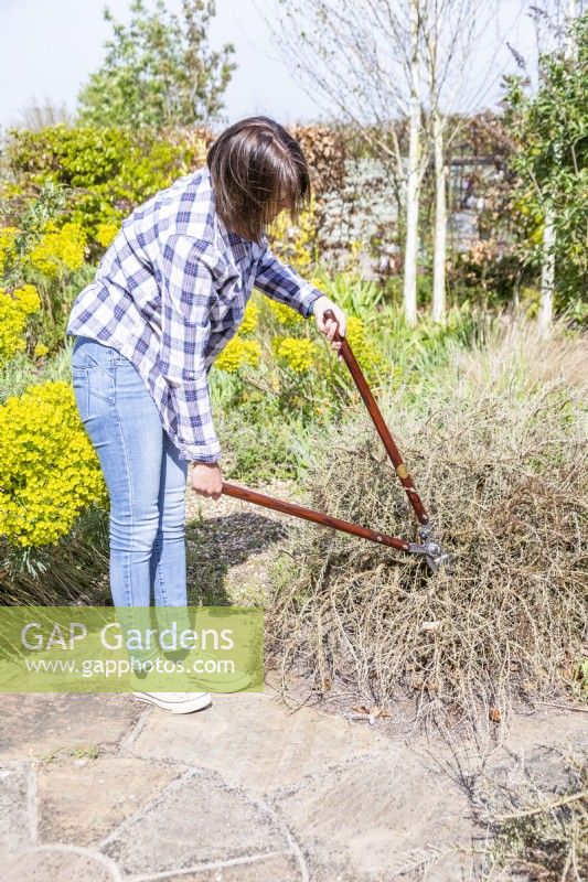 Woman cutting back dead Rosemary bush