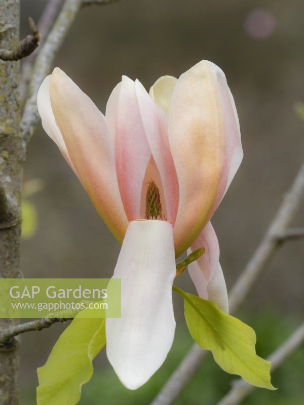 Magnolia 'Peachy'