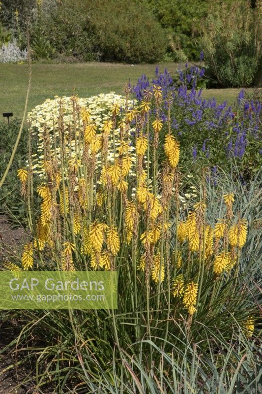 Kniphofia sarmentosa 'Shining Sceptre' at Waterperry Gardens