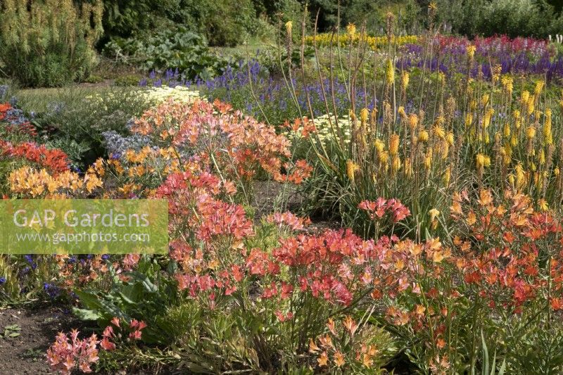 Bed of mixed perennials including Alstromeria and kniphofia sarmentosa 'Shining Sceptre' at Waterperry Gardens