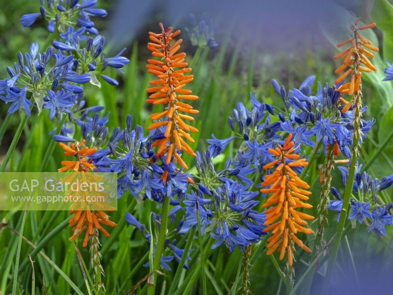 Kniphofia 'Incandescence' and Agapanthus Brilliant Blue July Summer