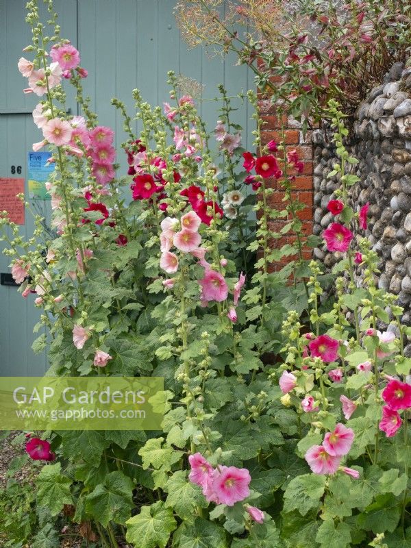 Althaea rosea - Hollyhock flowering in front of  Norfolk cottage July Summer