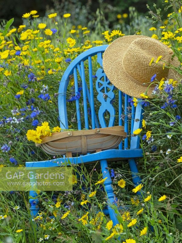 Wildflower meadow with corn marigolds Chrysanthemum segetum, blue chair, hat and trug   July Summer 