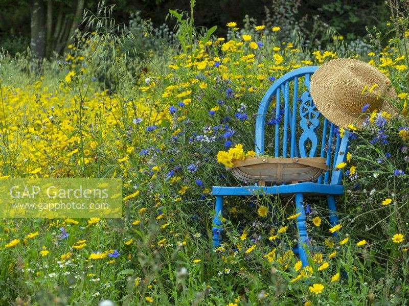 Wildflower meadow with Corn Marigolds Chrysanthemum segetum, blue chair,  hat and trug   July Summer 