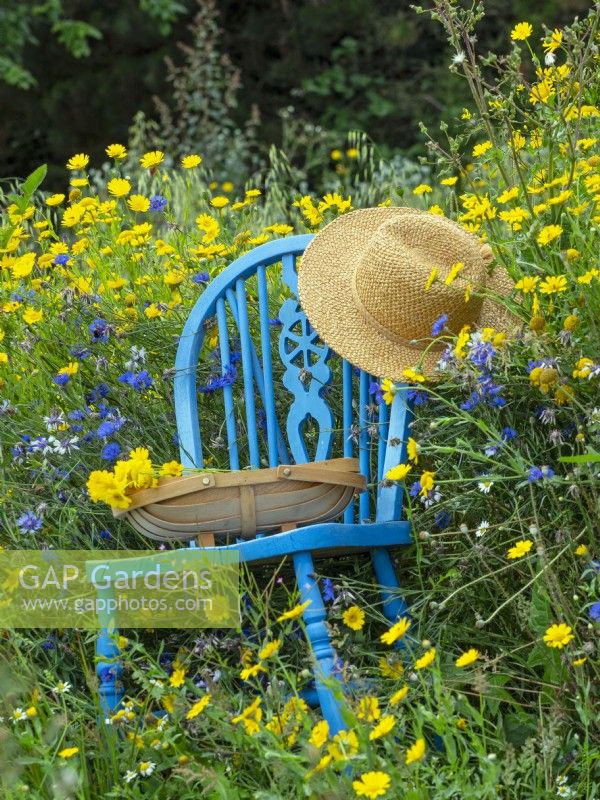 Wildflower meadow with Corn Marigolds Chrysanthemum segetum, blue chair, hat and trug   July Summer 