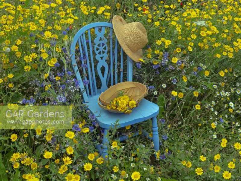 Wildfower meadow with Corn Marigolds Chrysanthemum segetum, blue chair, hat, and trug   July Summer 