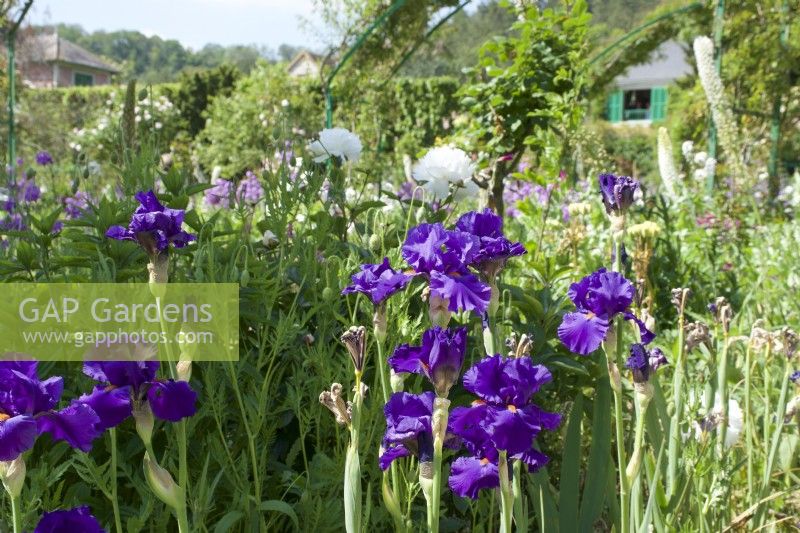 Giverny, France - Monet's Garden - Iris 'Long's Peak' - May 2023