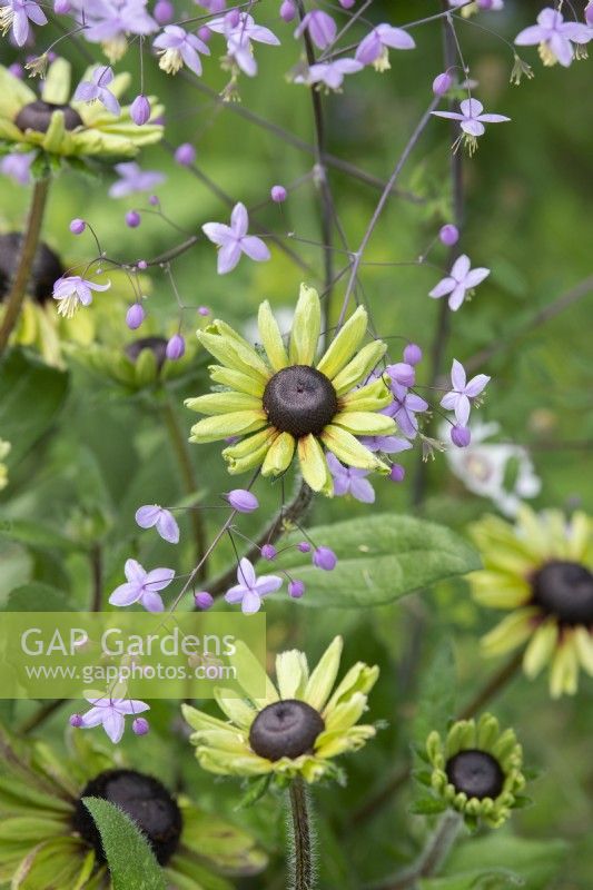 Rudbeckia 'Enchanted Forest' and Thalictrum delavayi - Conflower and Meadow rue