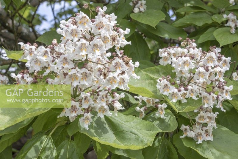 Flowers of Catalpa bignonioides Indian Bean Tree