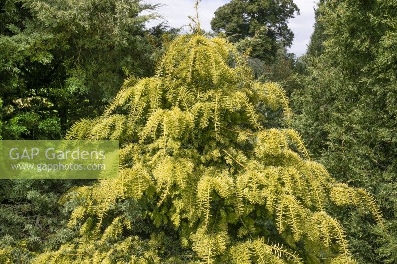 Taxus baccata 'Repens Aurea' at Waterperry Gardens