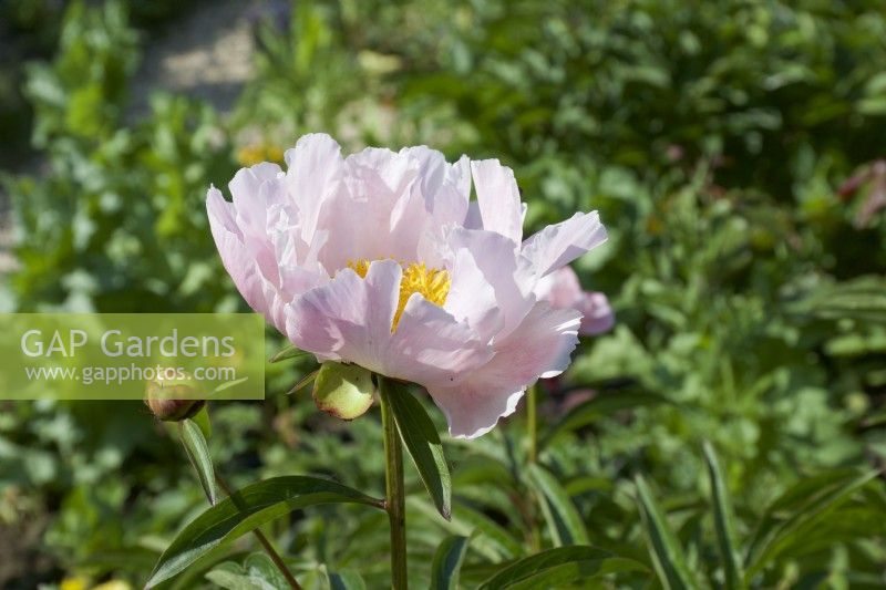 Giverny, France - Paeonia lactiflora 'Nymphe' in Monet's Garden - May 2023
