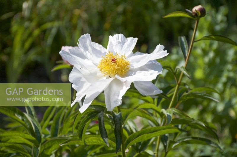 Giverny, France - Paeonia 'White Wings' in Monet's Garden - May 2023