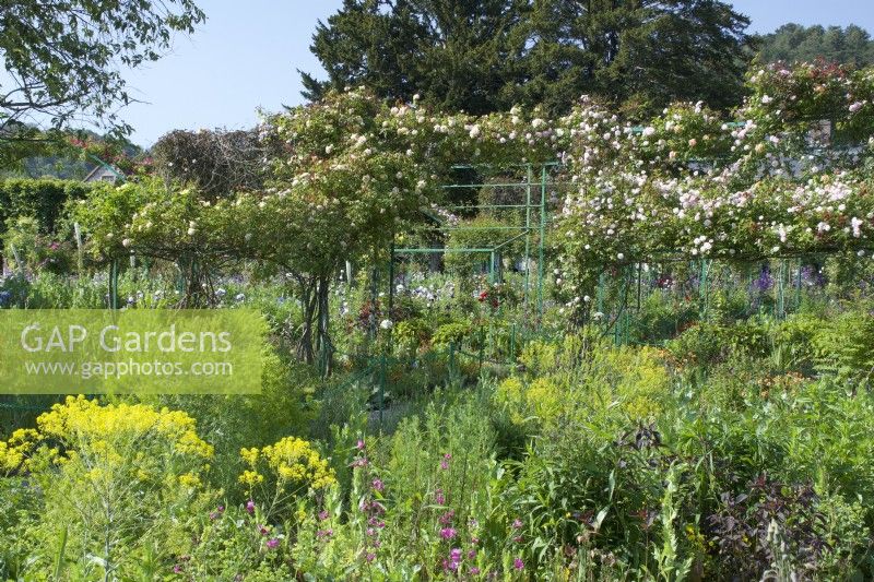 Giverny, France - Monet's Garden - Rosa 'Madame Alfred Carrier' on  Pergolas amidst mixed perennials border -   May 2023