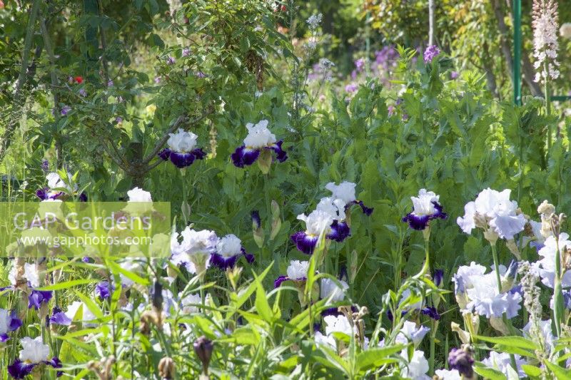 Giverny, France - Monet's Garden - Iris 'Faience De Gien' May 2023