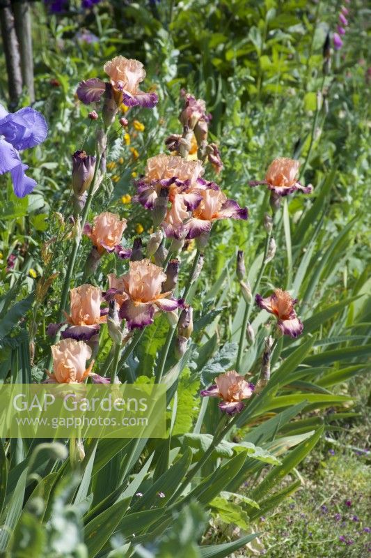 Giverny, France - Monet's Garden - Iris 'Comme Un Sourire' May 2023