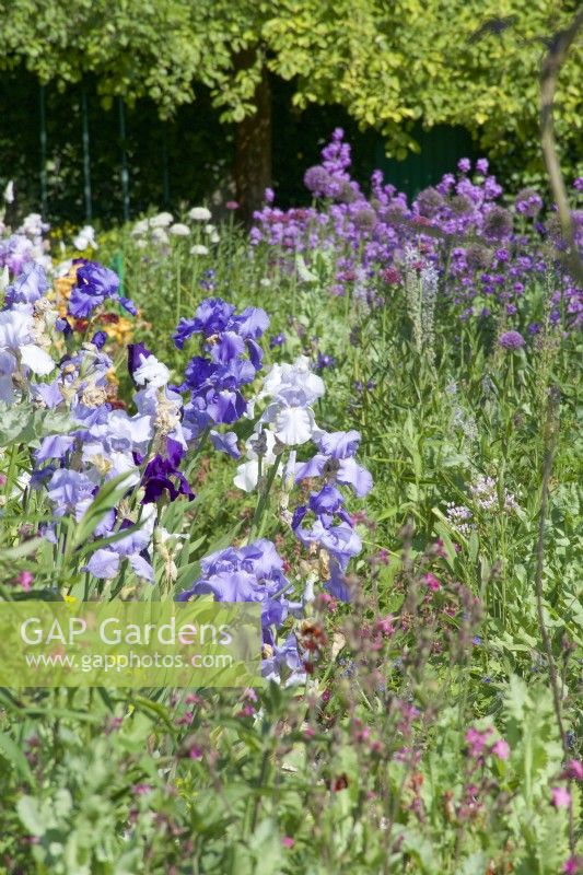 Giverny, France - Iris border in Monet's Garden - Border with lilac and white irises - May 2023