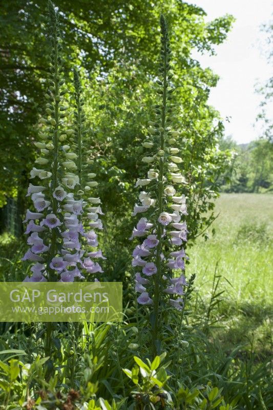 Giverny, France - Foxgloves in Monet's Garden - May 2023