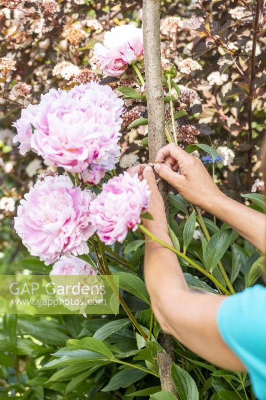 Woman tying in peonies to support