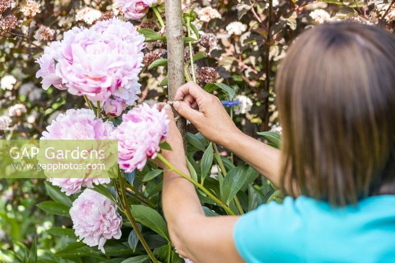 Woman tying in Peonies to support