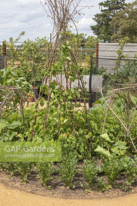 Bed edged with Celeriac 'Monarch' and in centre a wigwam with Runner Bean 'Enorma'
