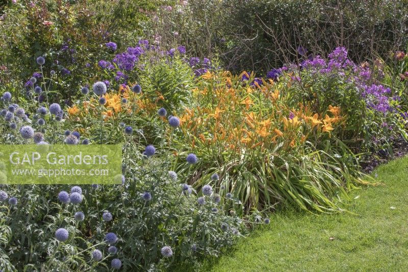 Herbaceous border planted with Echinops 'Veitch's Blue', Hemerocallis Day lily 'Marion Vaughn, Phlox paniculata Blue Paradise' 