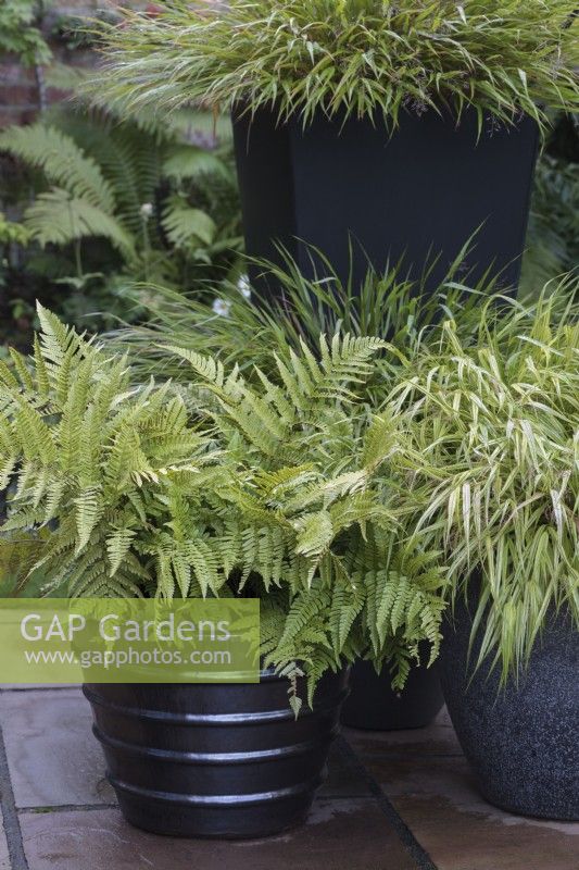 Group of contemporary pots on patio with Dryopteris erythrosora and Hakonechloa