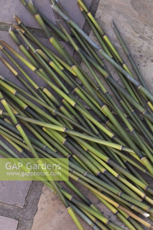Cut lengths from bamboo plants growing in garden to use as plant supports