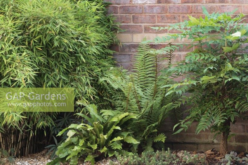 Asplenium scolopendrium, Dryopteris affinis and Fargesia murielae 'Simba' in front of brick wall