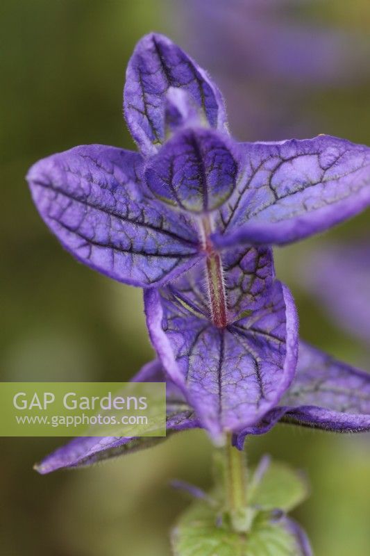 Salvia viridis 'Blue'