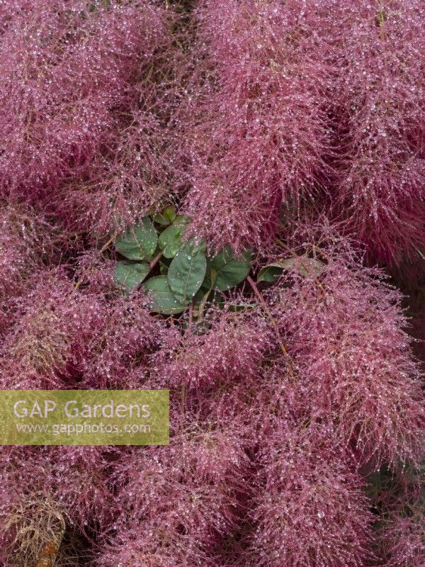 Cotinus Candyfloss - smoke bush  seedheads in rain July Summer