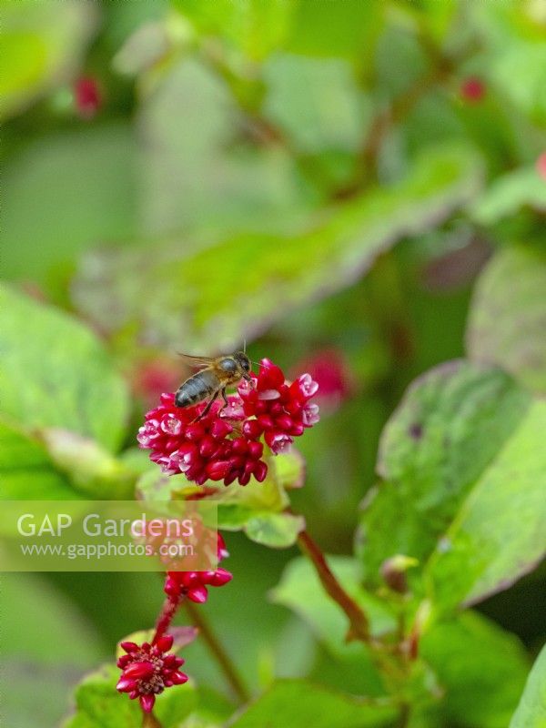 Persicaria chinense var. ovalifolium 'Indian Summer' and Honey bee July Summer