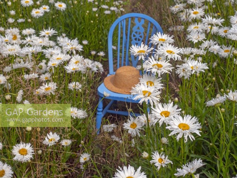  Leucanthemum 'Shapcott ruffles' blue seat and hat in Summer July