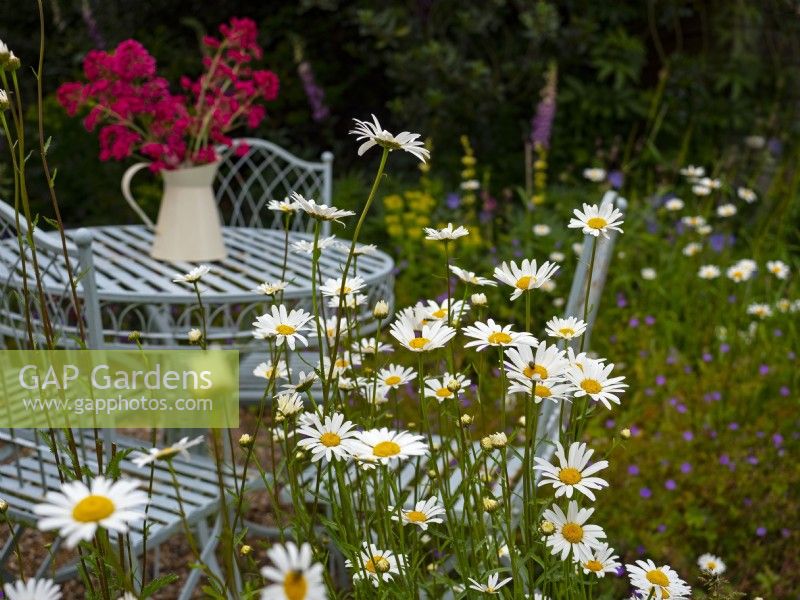 Ox-eye Daises Leucanthemum vulgare in garden chair and table and Red Valerian in vase June Summer