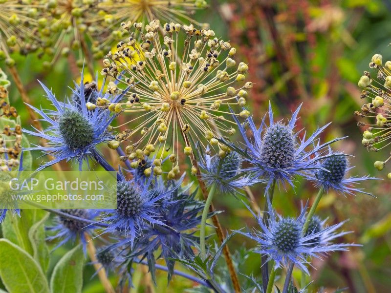 Eryngium bourgatii Sea holly with Allium seed heads July Summer