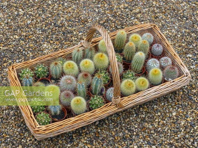 Cactus collection in basket  July Summer