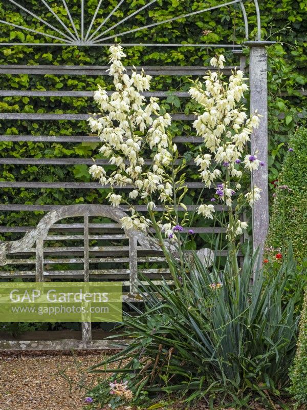 Yucca gloriosa and seating area   July Summer