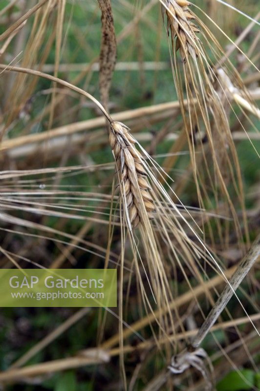Hordeum vulgare Barley