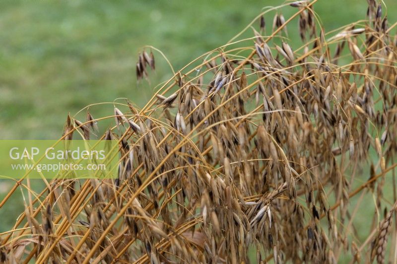 Avena sativa - Common oat