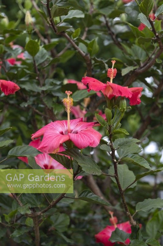 Hibiscus rosa sinensis 'Hawaii'