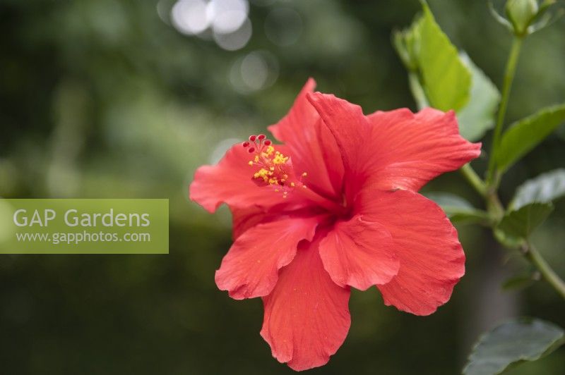 Hibiscus rosa sinensis 'Calypso'
