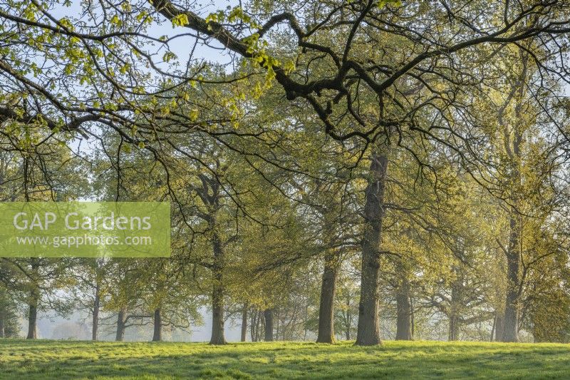 View of Quercus robur trees in parkland in Spring - April