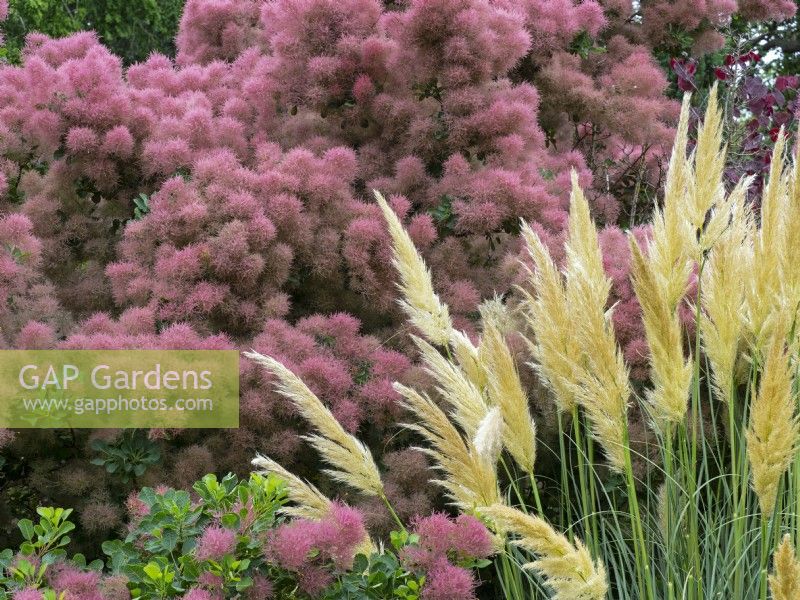 Cotinus coggygria 'Drinkstone Form' July Summer