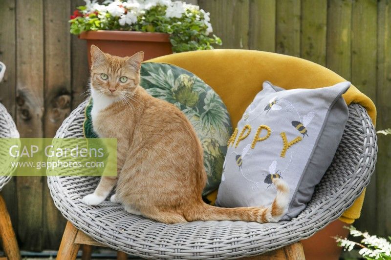 Ginger cat seated on rattan chair with cushions in small garden, July