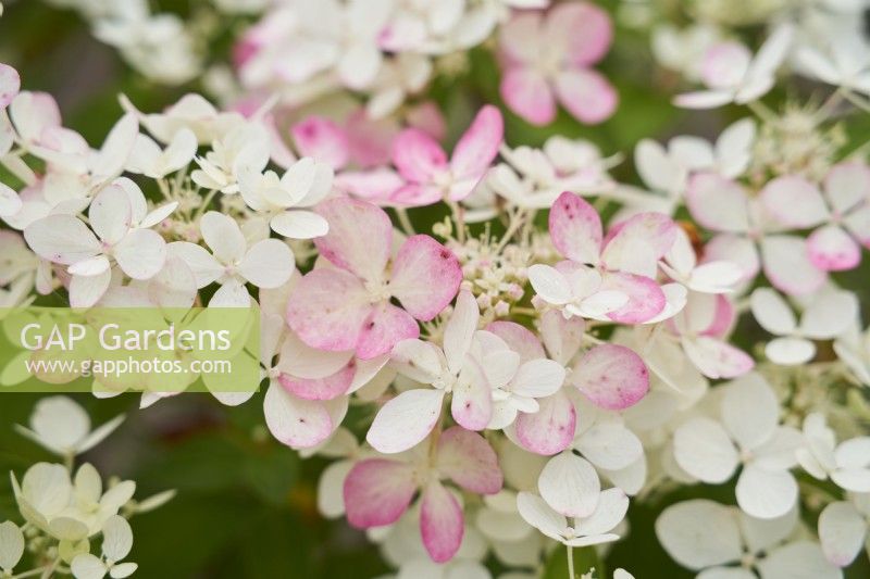 Hydrangea 'Bombshell' showing late summer pink colour