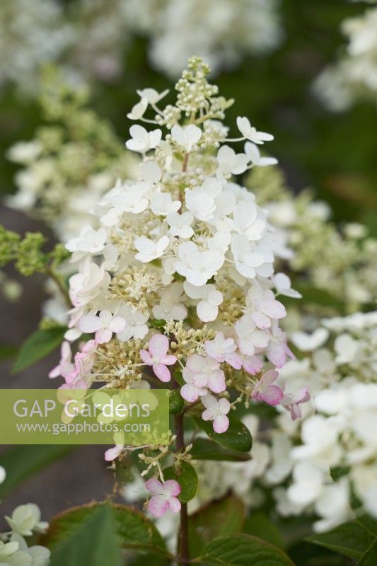  Hydrangea 'Pinky Winky' showing white and blush of pink                            